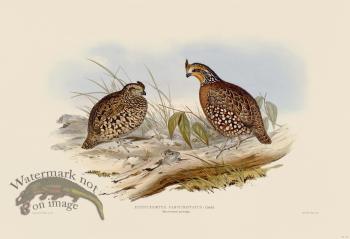 12 Short-crested partridge